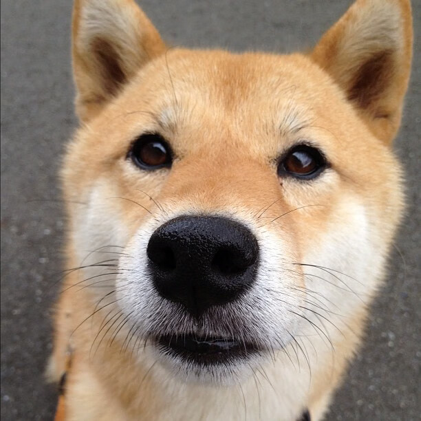 传奇“射手王”:那些在欧冠光芒四射的锋线杀手,队史射手王