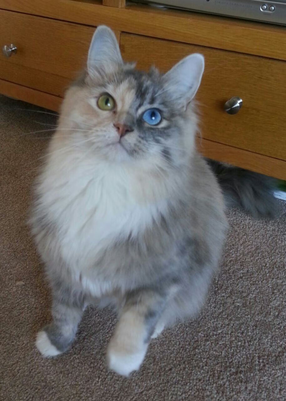 开云·Kaiyun网页版-全国游泳锦标赛，池中英豪争夺荣耀，全国游泳冠军赛2021视频