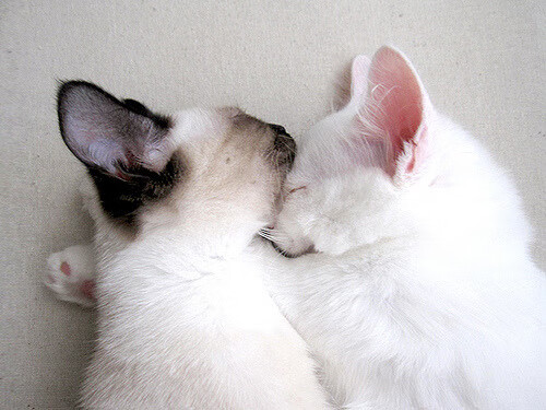 尼克斯二轮秀爆发成新星,教练称其为“团队心脏”,尼克斯 球员